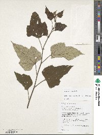 Rubus intermittens image