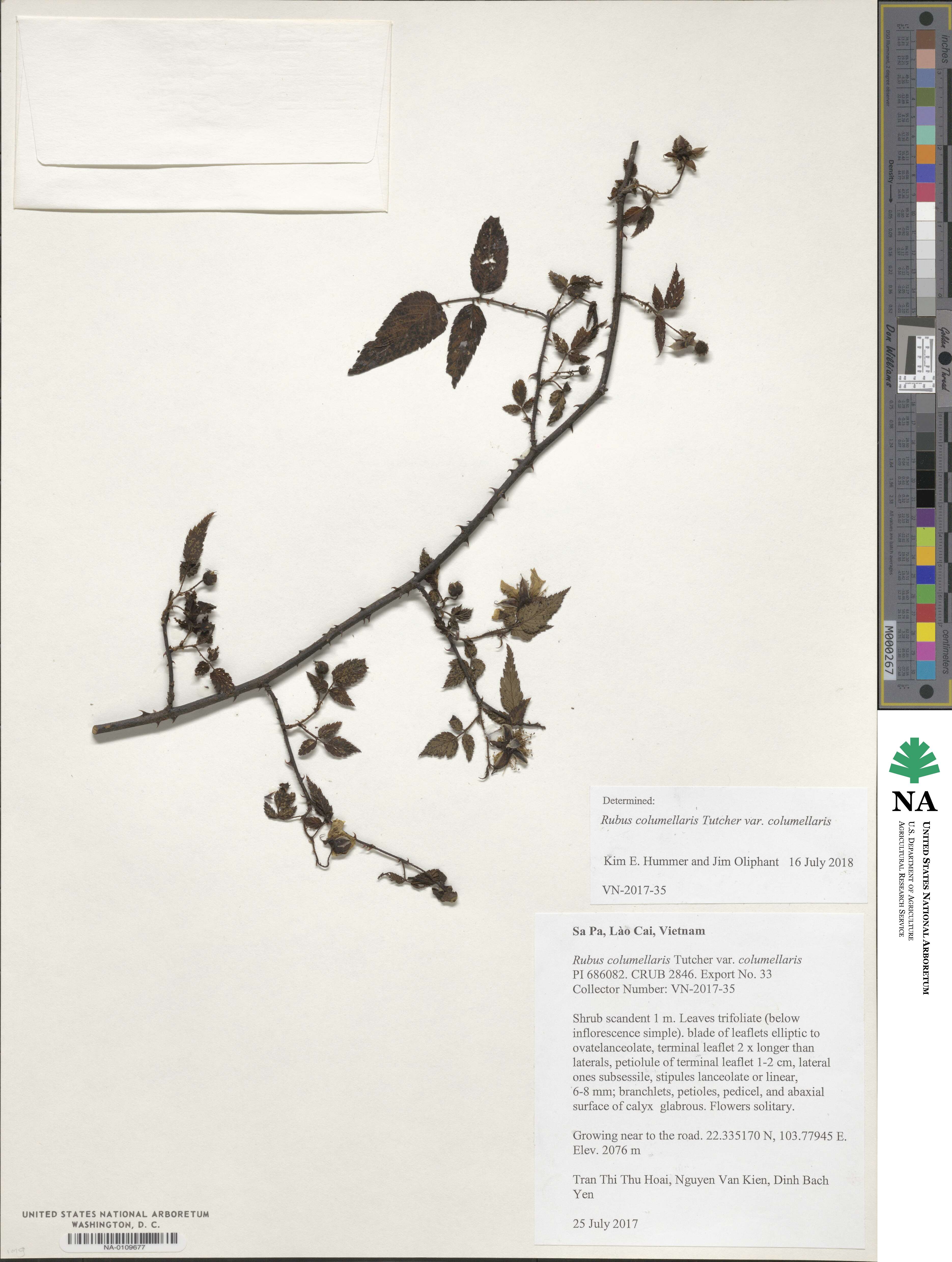 Rubus columellaris var. columellaris image