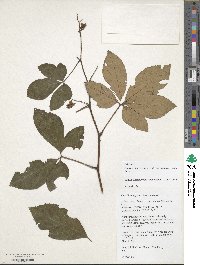 Rubus cochinchinensis image