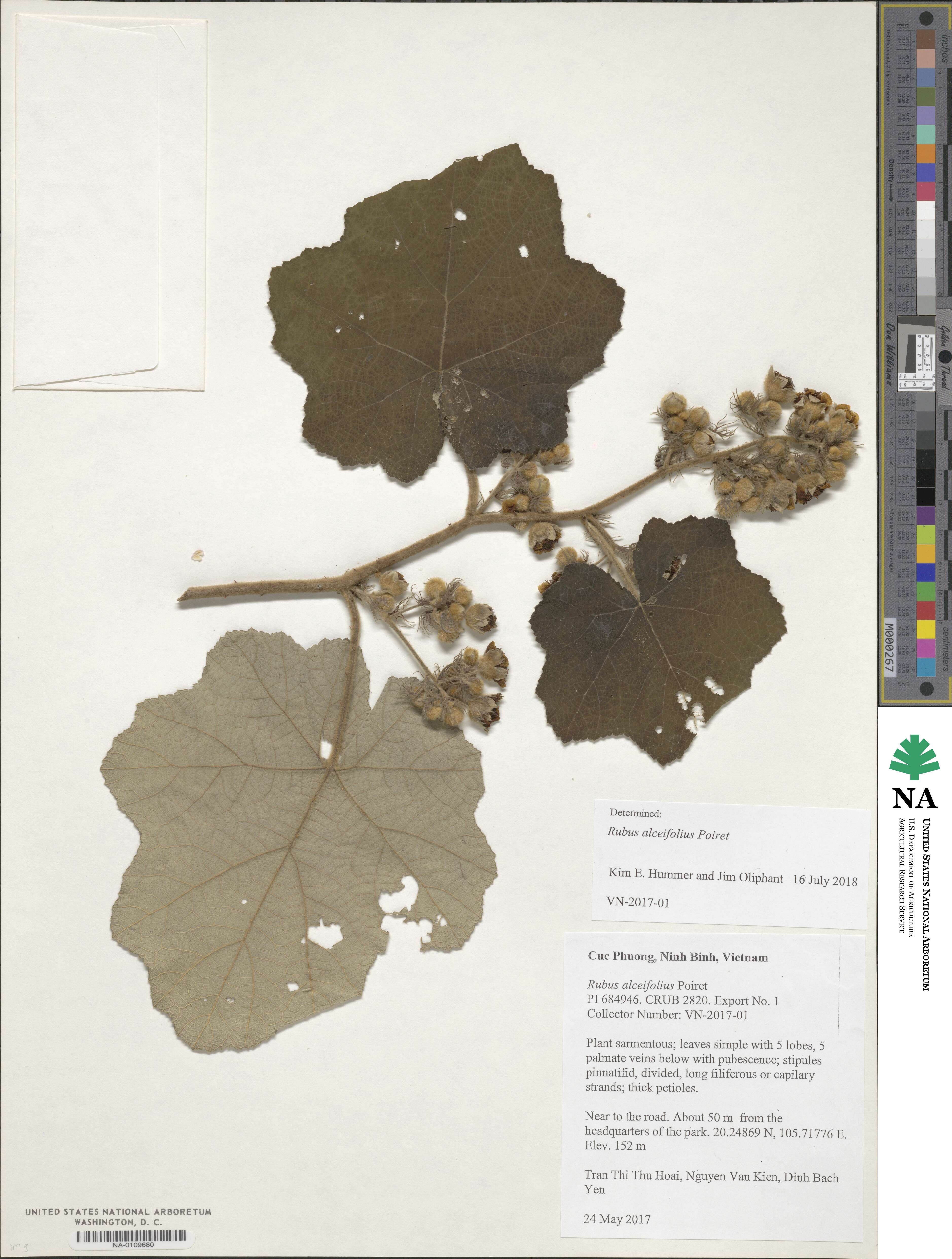 Rubus alceifolius image