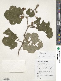 Rubus alceifolius image