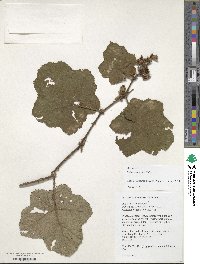 Rubus alceifolius image