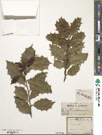 Ilex aquifolium image