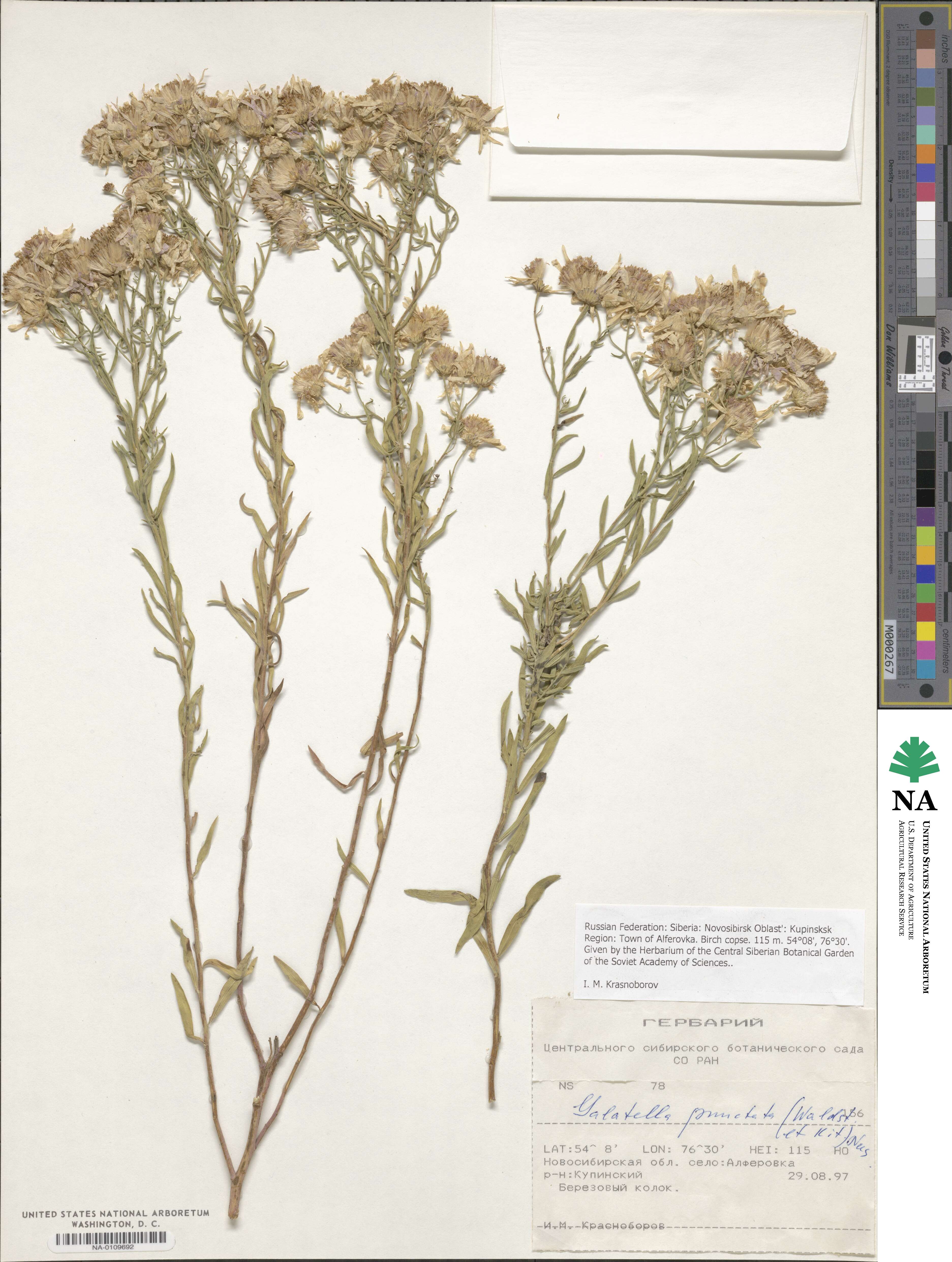 Galatella sedifolia subsp. sedifolia image