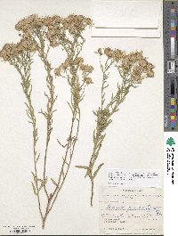 Galatella sedifolia subsp. sedifolia image