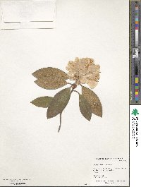 Rhododendron minus var. minus image