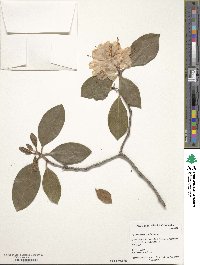 Rhododendron minus var. minus image