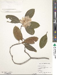 Rhododendron minus var. minus image