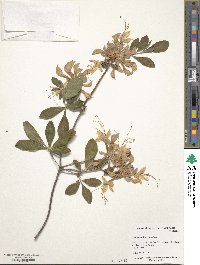 Rhododendron austrinum image