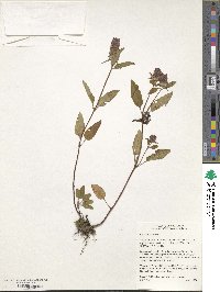 Prunella vulgaris image