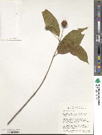 Cephalanthus occidentalis image