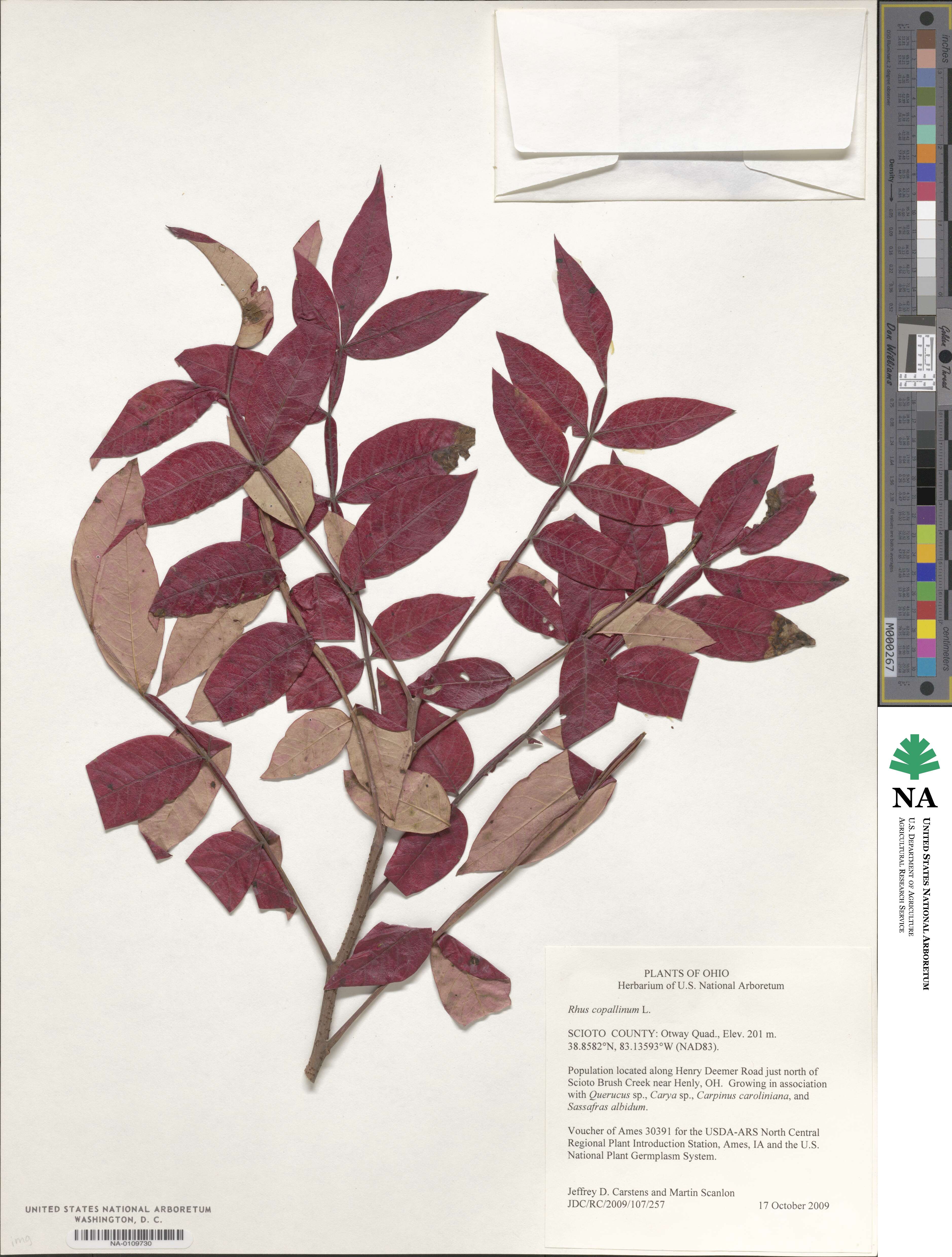 Rhus copallinum image