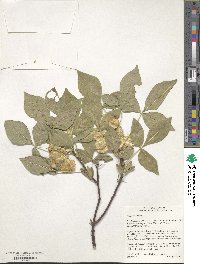 Ptelea trifoliata image