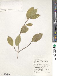 Viburnum prunifolium image