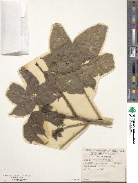 Gossypium barbadense image