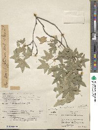 Acer grandidentatum image