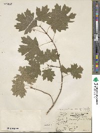 Acer grandidentatum image