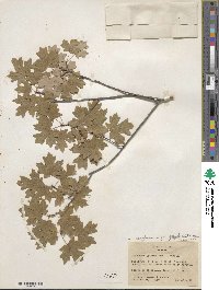 Acer grandidentatum image