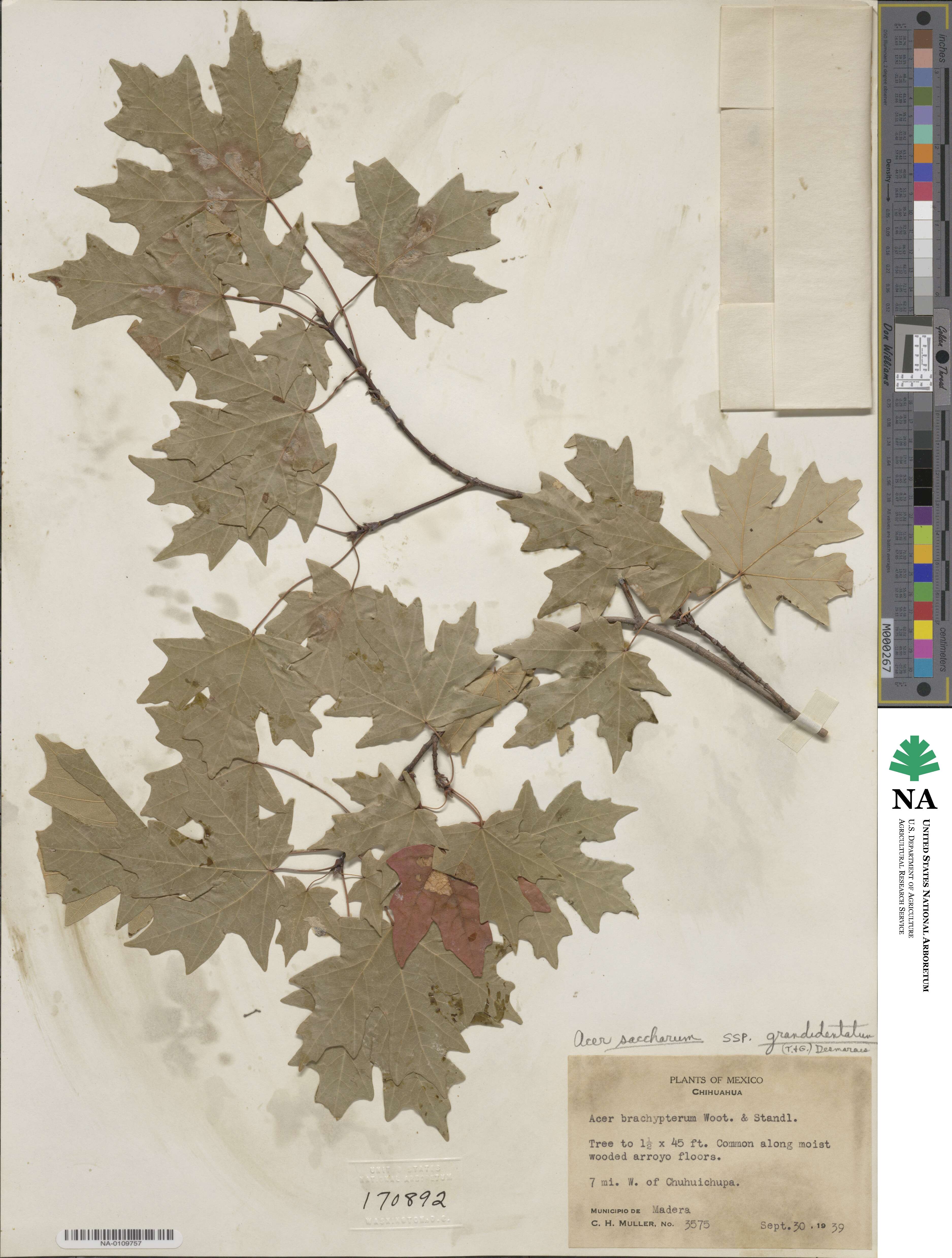 Acer grandidentatum image