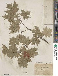 Acer grandidentatum image