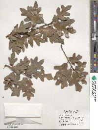 Quercus margarettae image