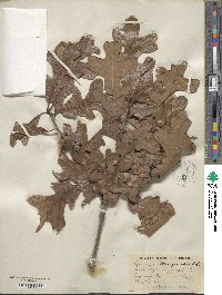 Quercus margarettae image