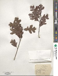 Quercus margarettae image