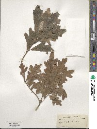 Quercus margarettae image