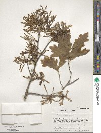 Quercus margarettae image