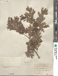 Quercus margarettae image