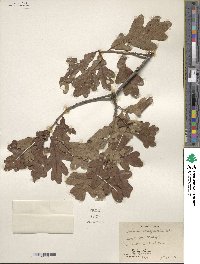 Quercus margarettae image