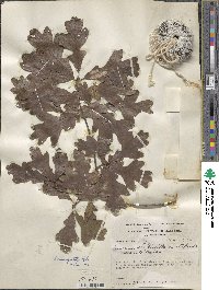 Quercus margarettae image