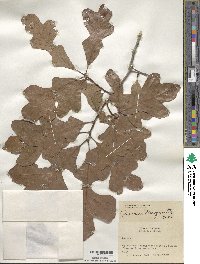 Quercus margarettae image