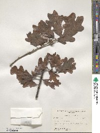 Quercus margarettae image