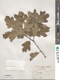 Quercus margarettae image