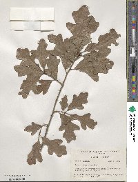 Quercus margarettae image