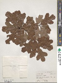 Quercus margarettae image