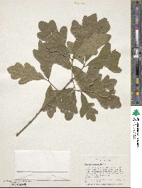 Quercus margarettae image