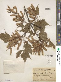 Acer acuminatum image