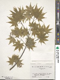 Acer palmatum var. amoenum image