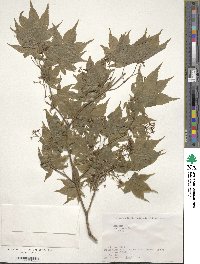 Acer palmatum image