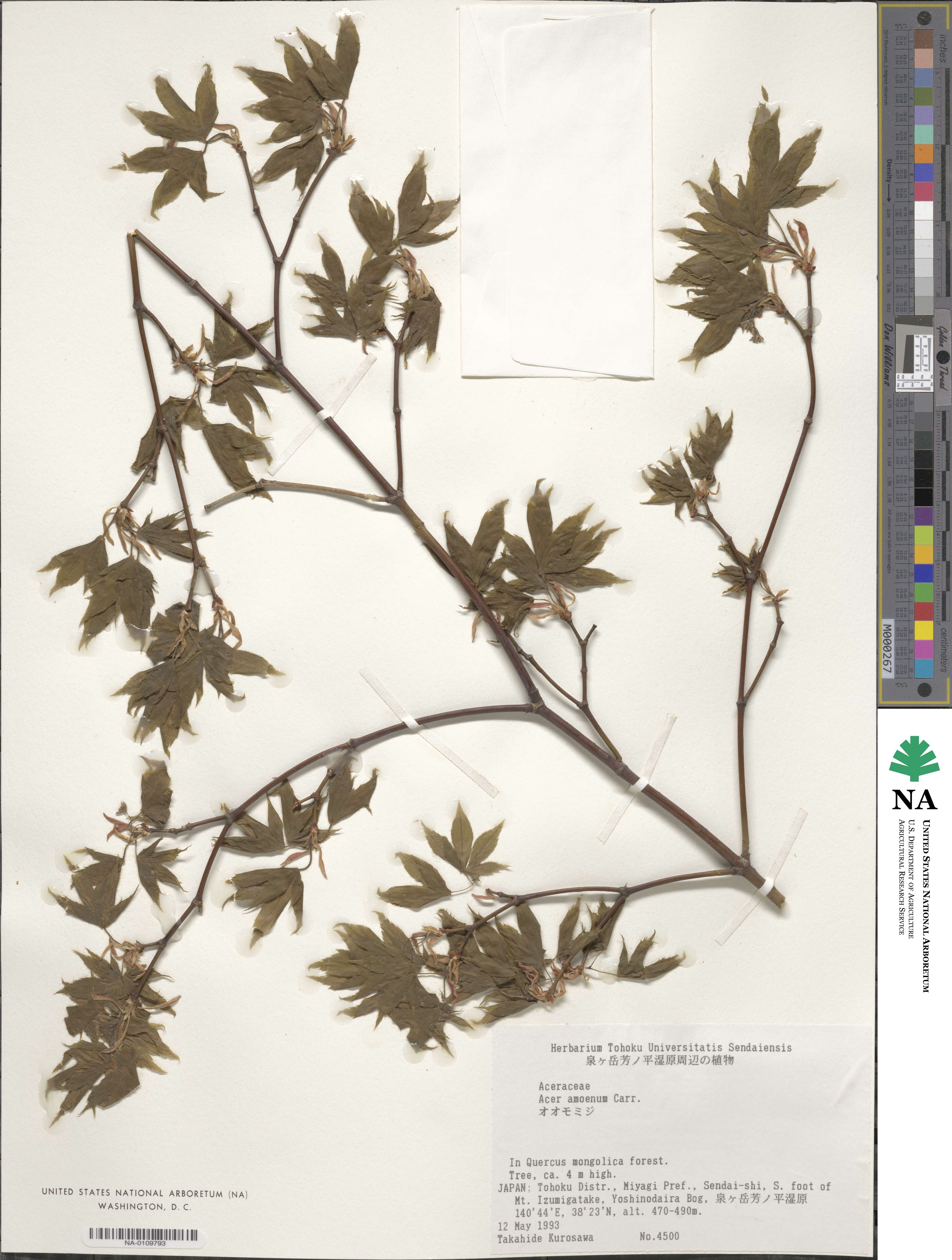 Acer palmatum var. amoenum image