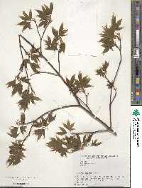 Acer palmatum var. amoenum image