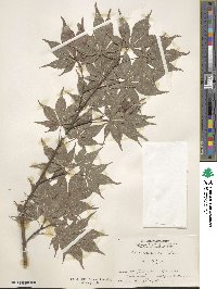 Acer palmatum var. amoenum image