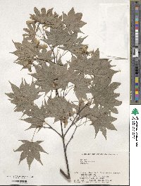 Acer palmatum var. amoenum image