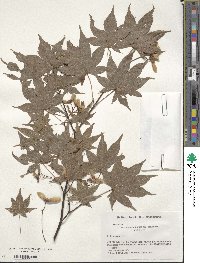 Acer palmatum var. amoenum image