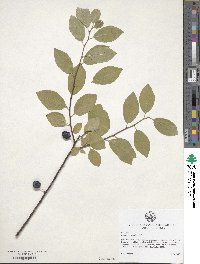 Prunus maritima image