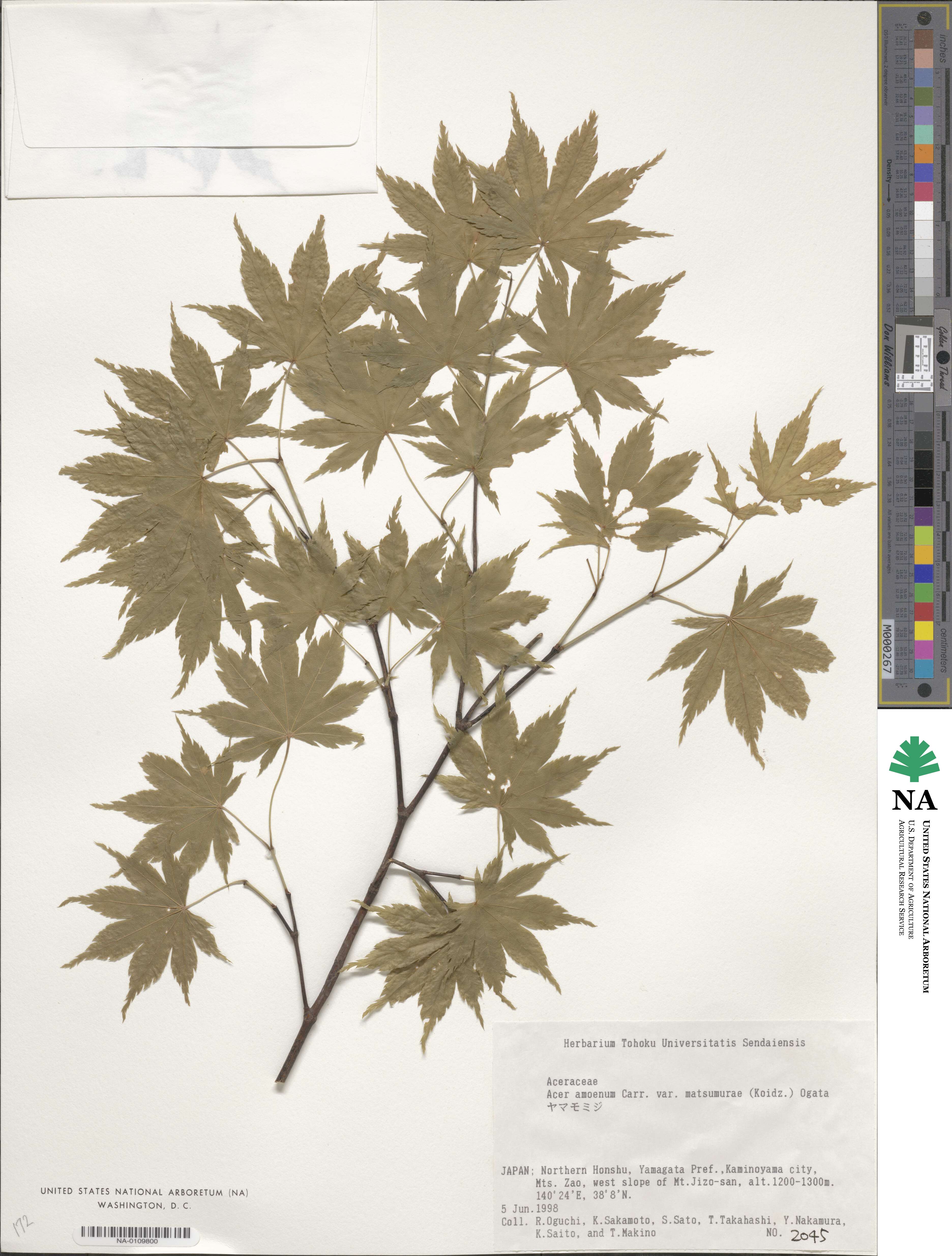 Acer palmatum image