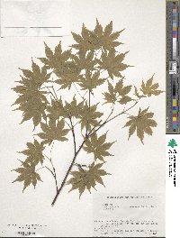 Acer palmatum var. amoenum image