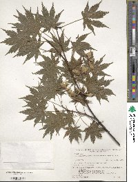 Acer palmatum var. amoenum image